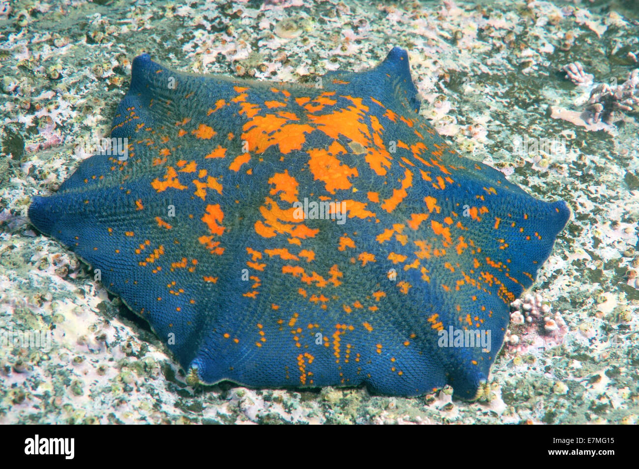 Mutazione genetica Starphish Asterina (patiria pectinifera) a sei raggi invece di cinque raggi, Mare del Giappone, Estremo Oriente, Primorsky Kra Foto Stock