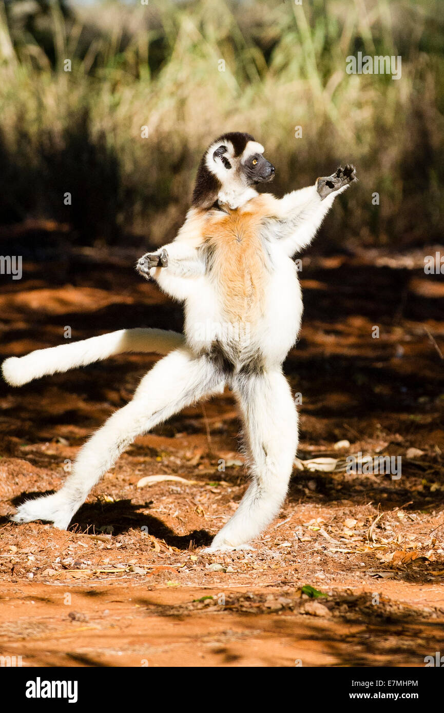 Un Verreaux's Sifaka saltando attraverso il terreno Foto Stock