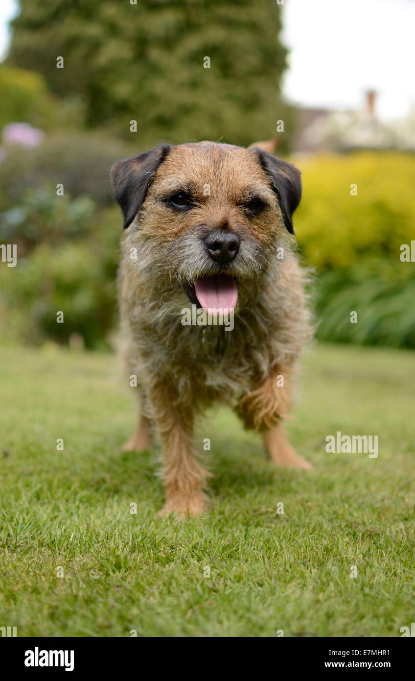 Alert Border Terrier in piedi con la parte anteriore zampa sinistra verso l'alto. Foto Stock