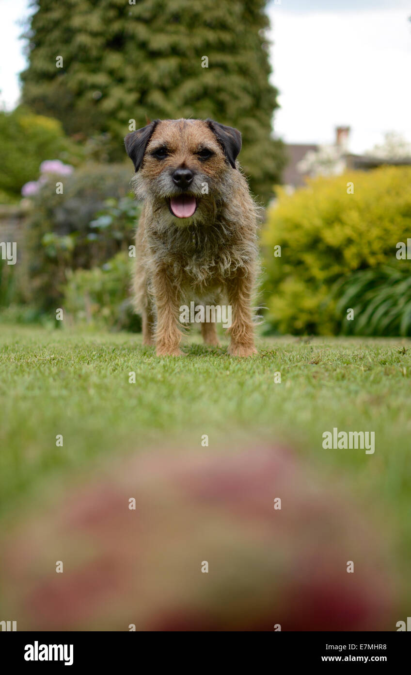 Palla di vista di un Border Terrier. Foto Stock