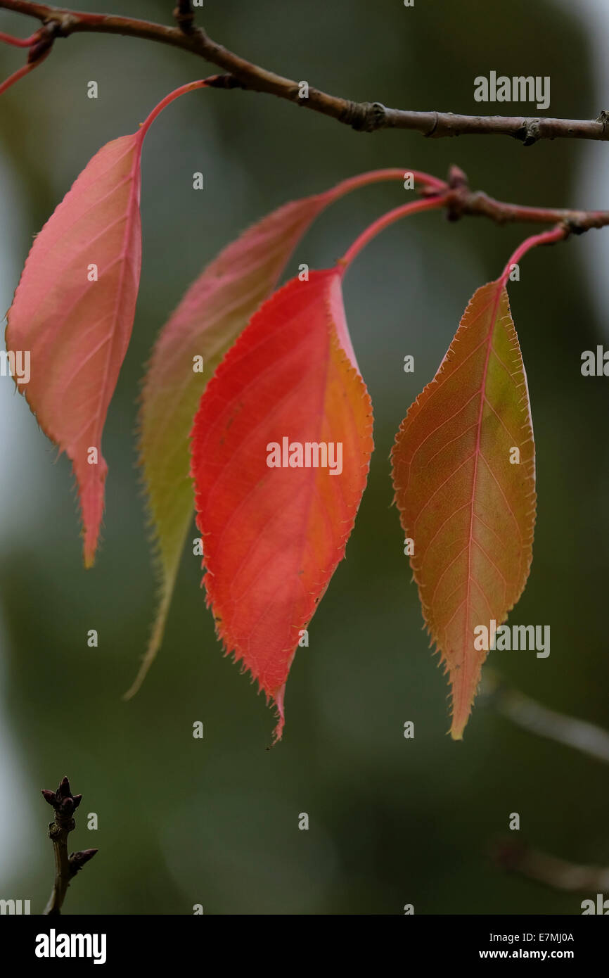 Il colore delle foglie passando al rosso su un ramo come approcci di autunno Foto Stock