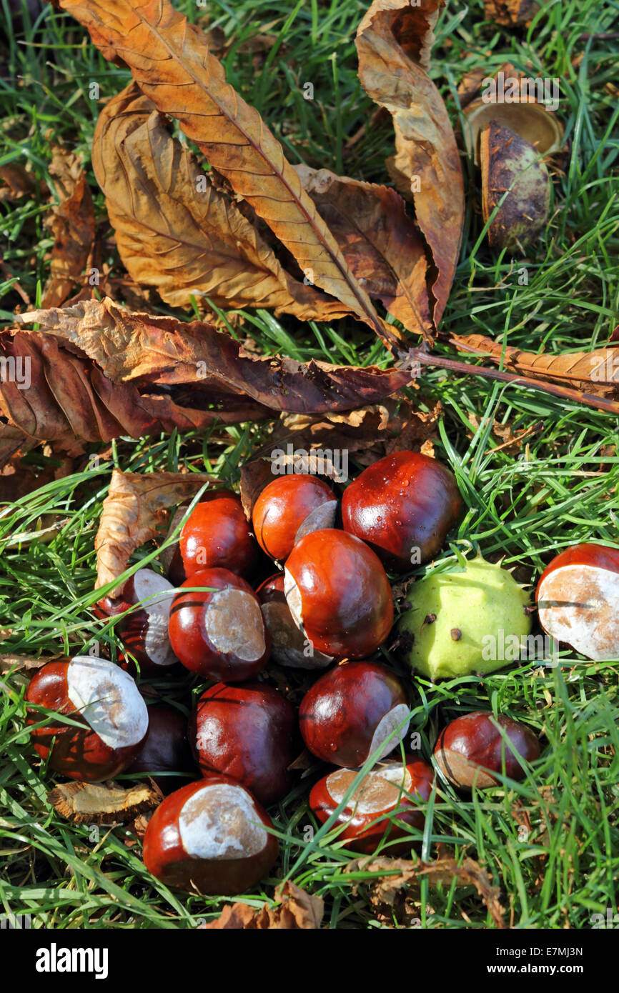 Nonsuch Park Surrey, Inghilterra, Regno Unito. Il 21 settembre 2014. Un raccolto di conkers sono state prodotte da questo anno a causa di ideali condizioni di crescita. Il cavallo di numerosi alberi di castagno in Nonsuch Park sono cadere i loro frutti in abbondanza come l'autunno è tenuto a bada con qualche ritardo il calore estivo e sole in Inghilterra del sud. Credito: Julia Gavin UK/Alamy Live News Foto Stock