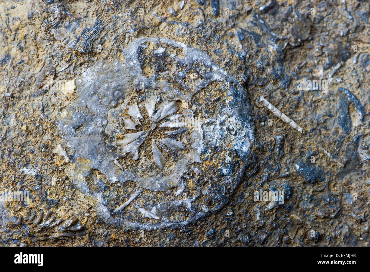 Un fossile di un riccio di mare in Madagascar Foto Stock