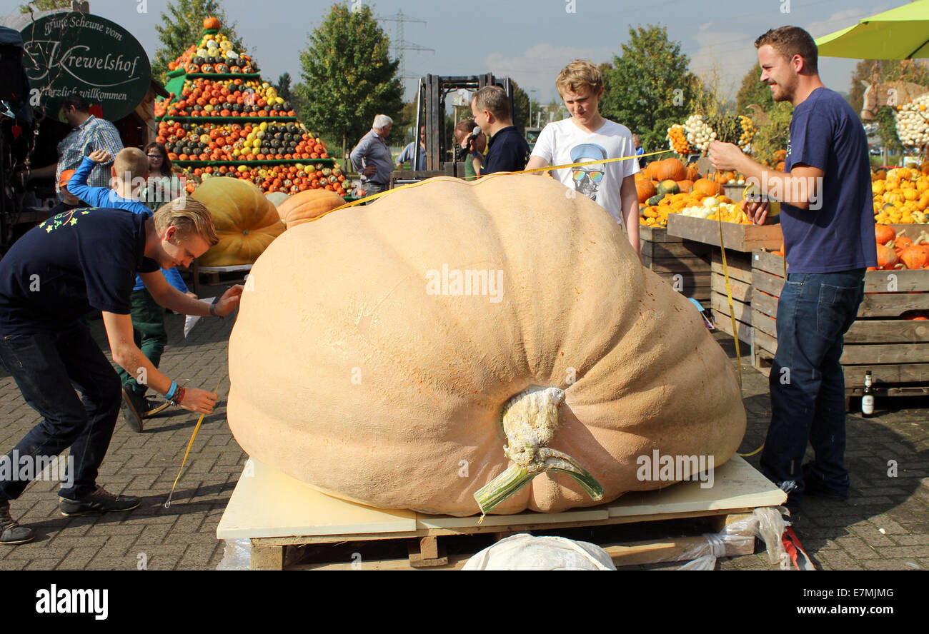 Dispensa - Europa della zucca più pesante si trova sulla bilancia dell'Krewelshof in Lohmar vicino a Colonia (Renania settentrionale-Vestfalia), Germania, 21 settembre 2014. Jos Ghaye (non mostrato) dal Belgio ha rotto il record europeo alla zucca campionato di pesatura con una zucca di peso 835,5 kg. Foto: KIRSTEN ROEDER/KREWELSHOF/dpa ( - Obbligatorio crediti) Foto Stock