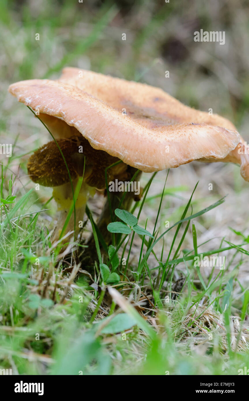 Chiodino (Armillaria mellea) Foto Stock