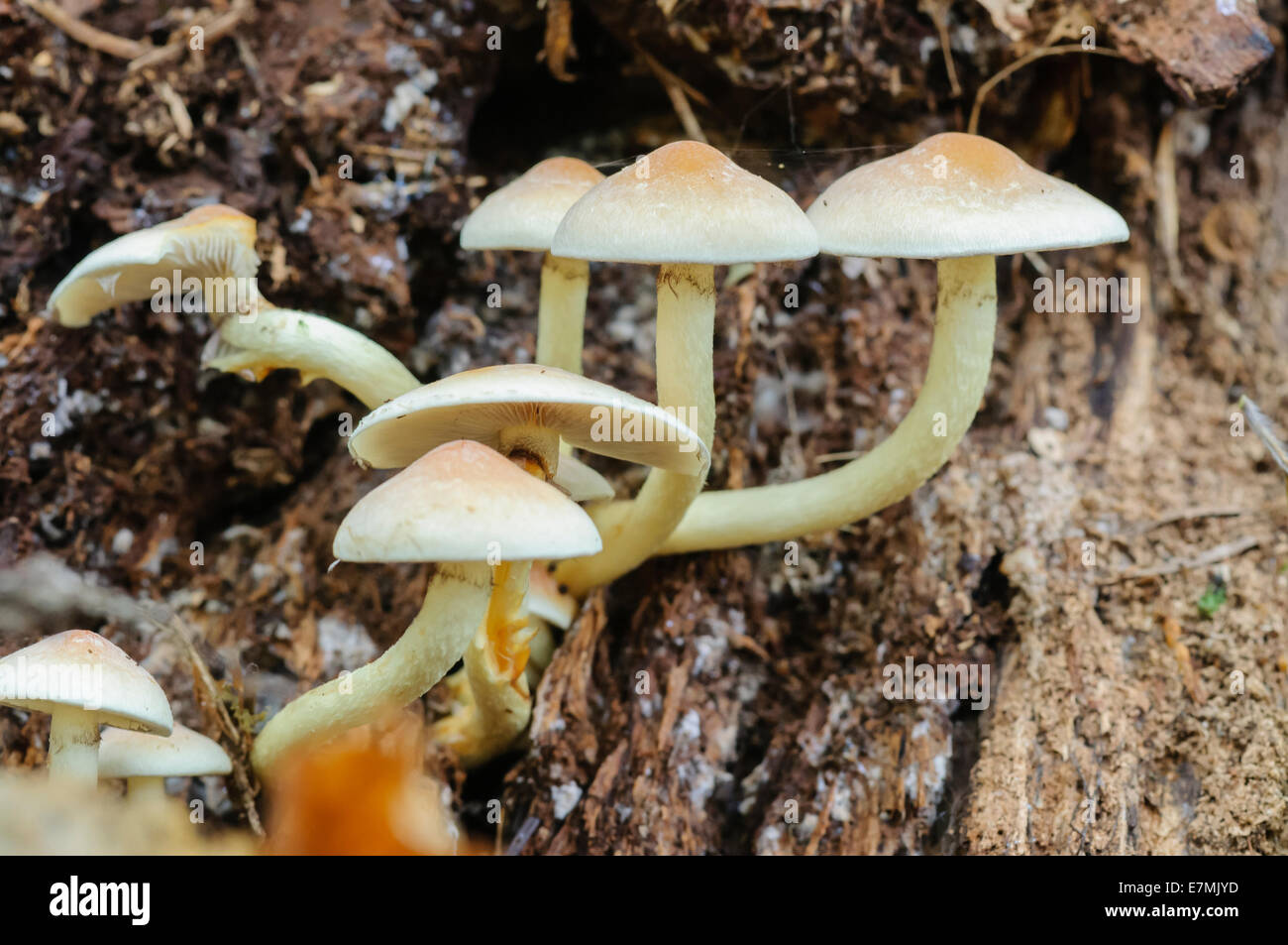 Brittlestem pallido (Psathyrello candolleana) cresce su una betulla ceppo di albero Foto Stock