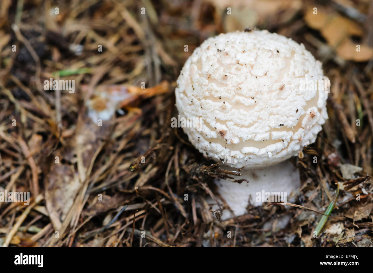 Grisette emergenti (Amanita vaginata) Foto Stock