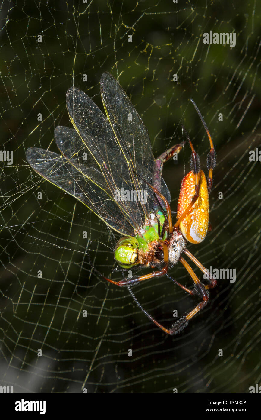 tessitore di orbe di seta dorata o ragno di banane (Trichonephila [Nephila] clavipes) mangiando il darner verde catturato (Anax junius) nella rete. Foto Stock