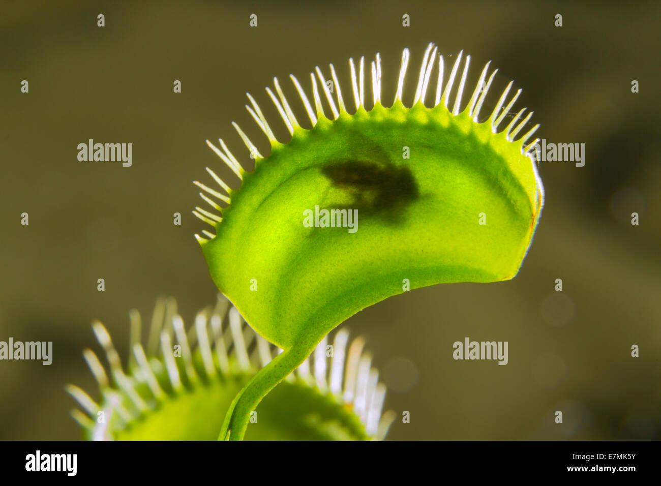 Piante insettivore Venus fly trap (Dionaea muscipula) digerire una zanzara catturato. Impianto house, Galveston, Texas, Stati Uniti d'America. Foto Stock