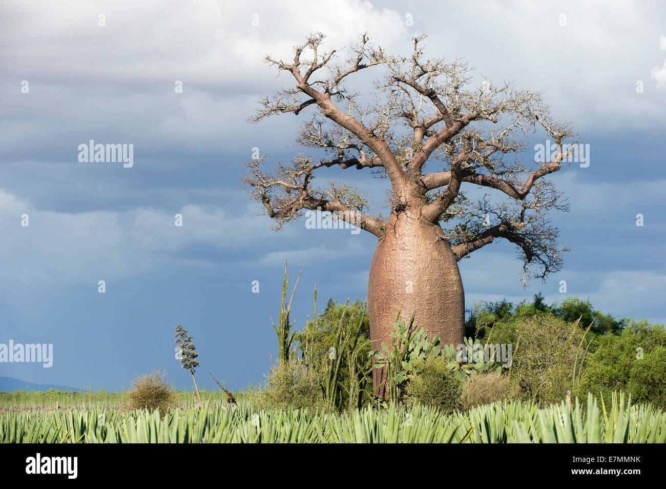 Baobab tree immagini e fotografie stock ad alta risoluzione - Alamy