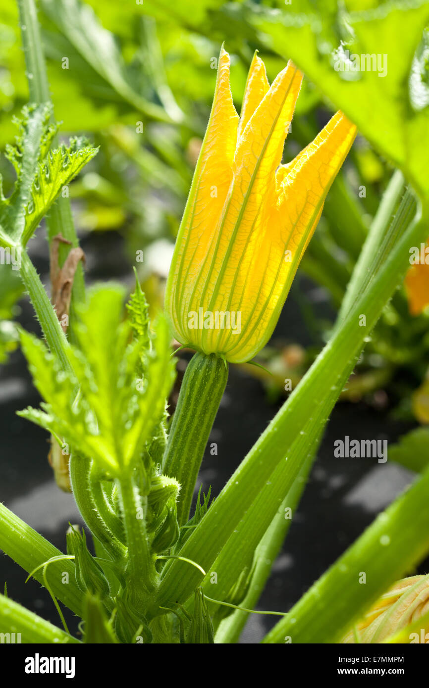 Piante di zucchine in fiore sul letto giardino. Foto Stock