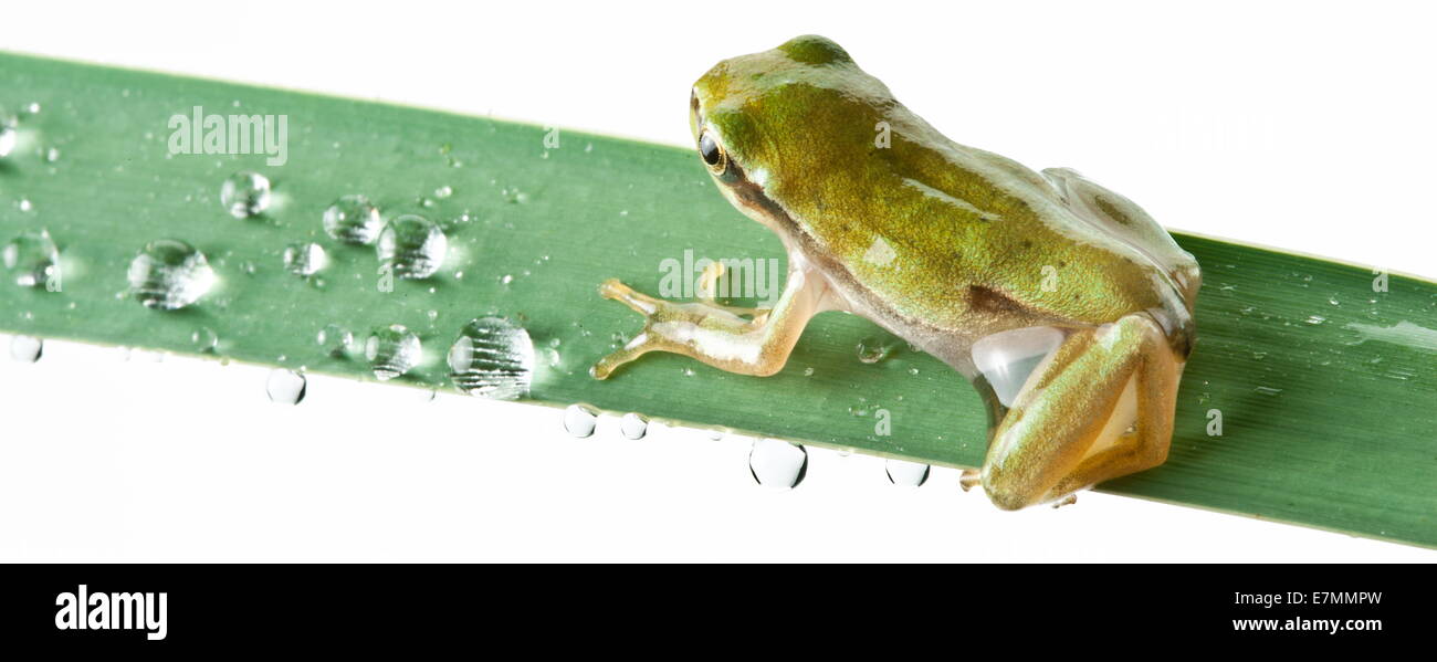 Rana poco oltre il lettore RUSH isolato su uno sfondo bianco. Foto Stock