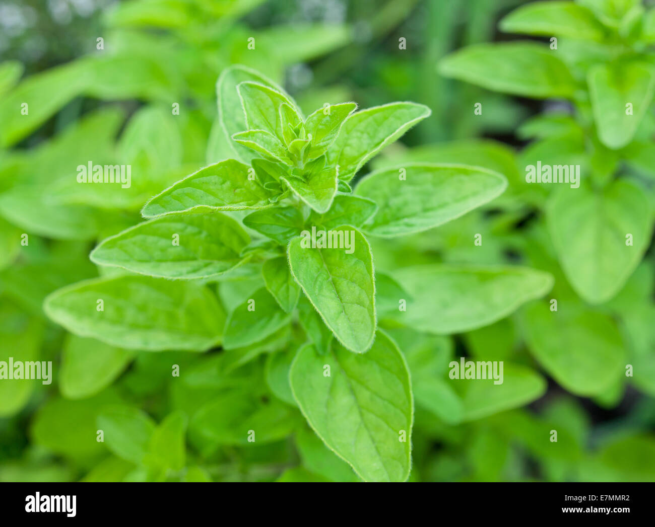 Green maggiorana fresca di erbe nel giardino. Foto Stock