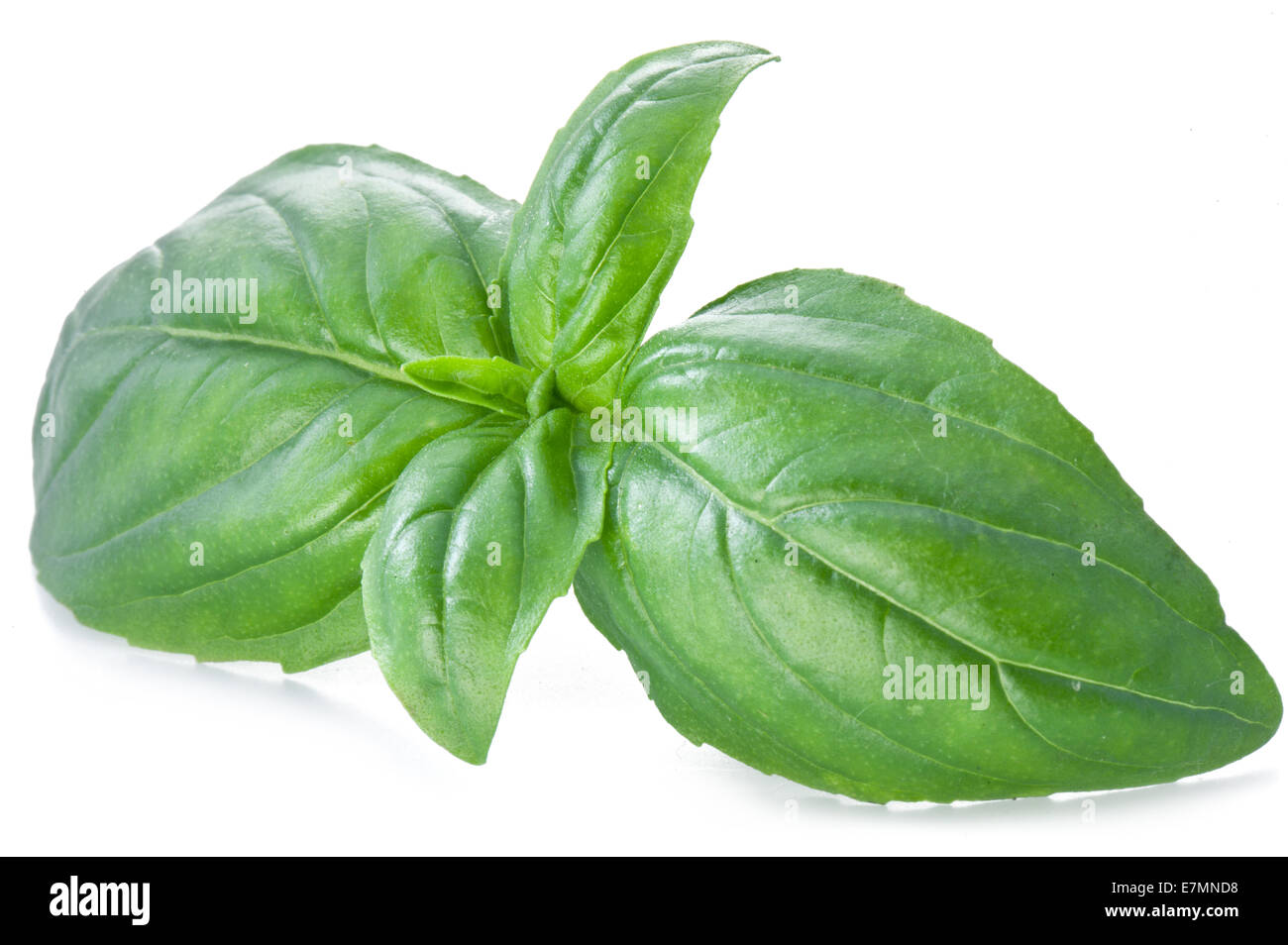 Il verde del basilico foglie isolate su un bianco. Foto Stock