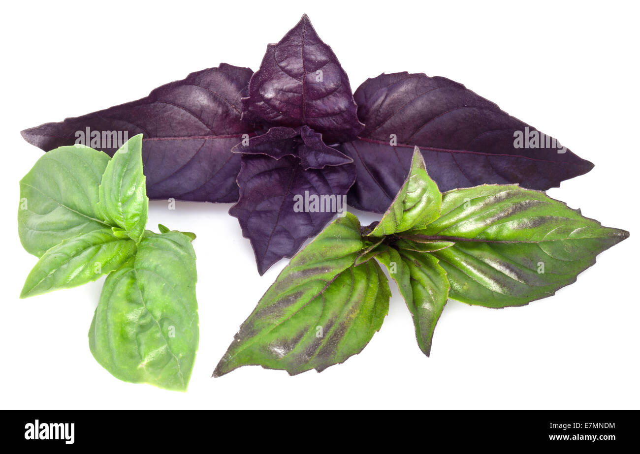 Verde e viola le foglie di basilico isolate su un bianco. Foto Stock