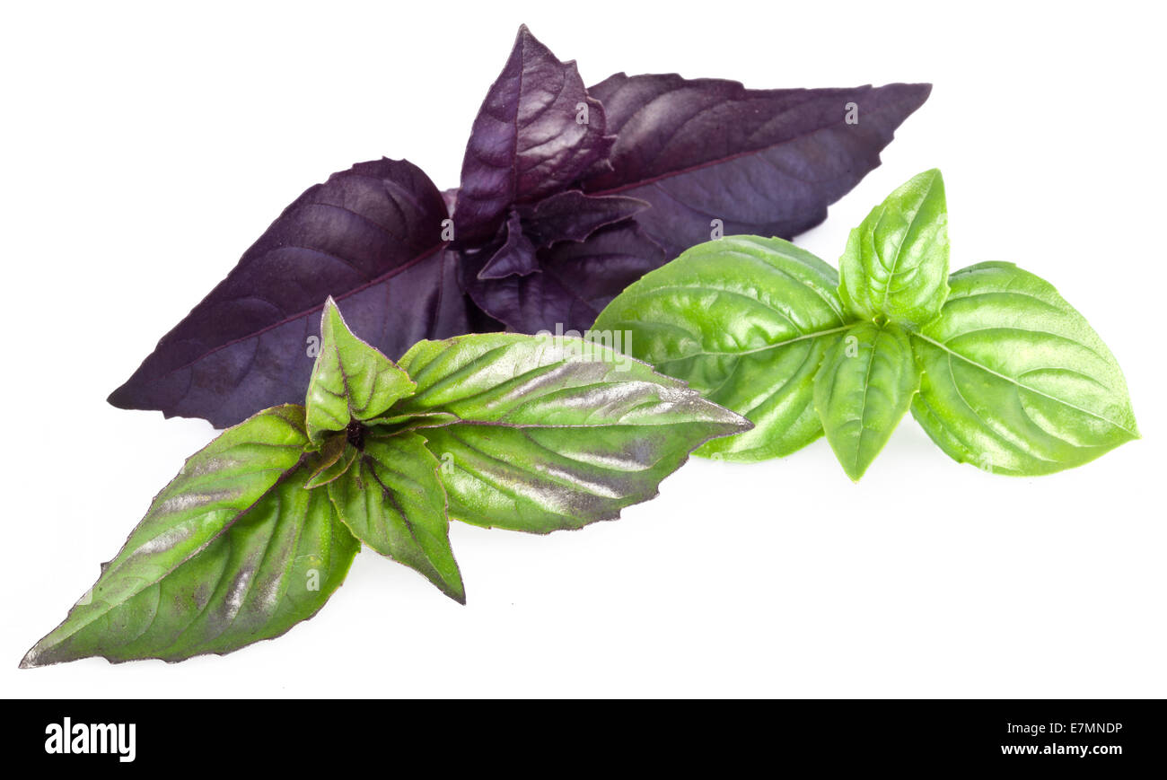 Verde e viola le foglie di basilico isolate su un bianco. Foto Stock