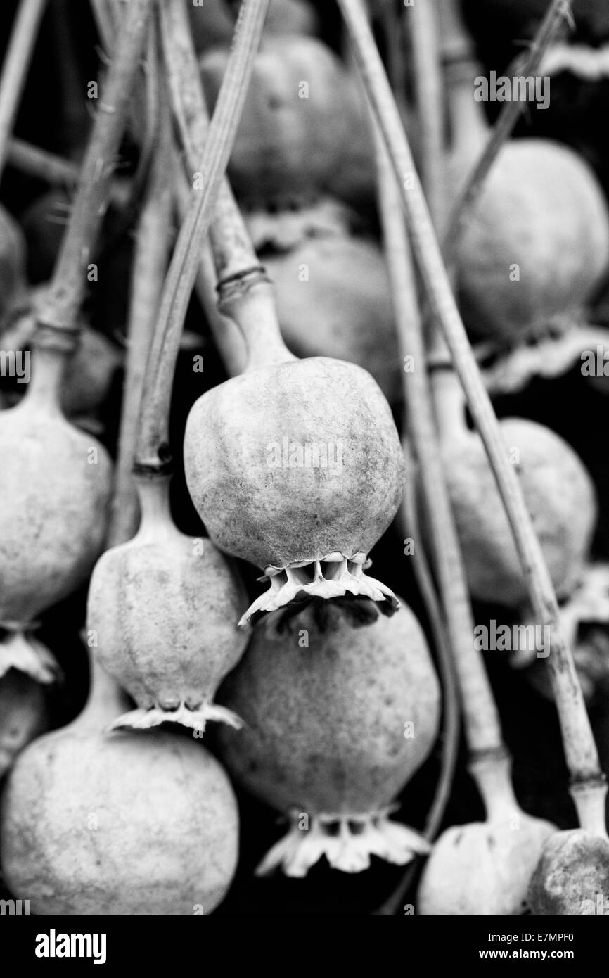 Papaver somniferum. Il papavero seedheads. Foto Stock