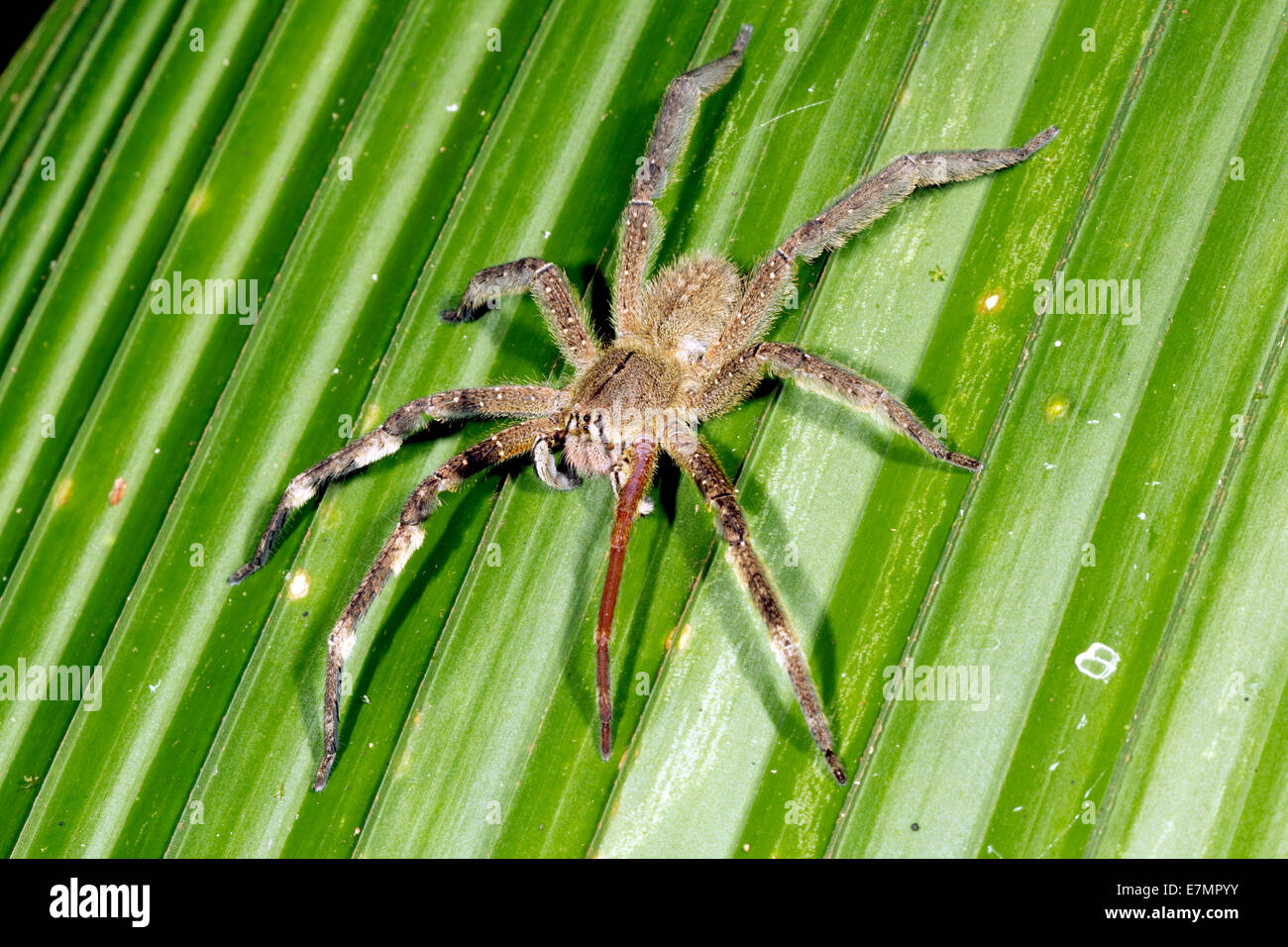 Vagabondaggio velenosi spider (Phoneutria fera) seduto su una foglia di palma nella foresta pluviale, Ecuador Foto Stock
