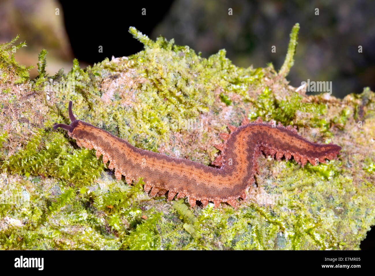 Peripatus o worm di velluto arrampicata su una foresta pluviale registro di muschio di notte in Ecuador Foto Stock