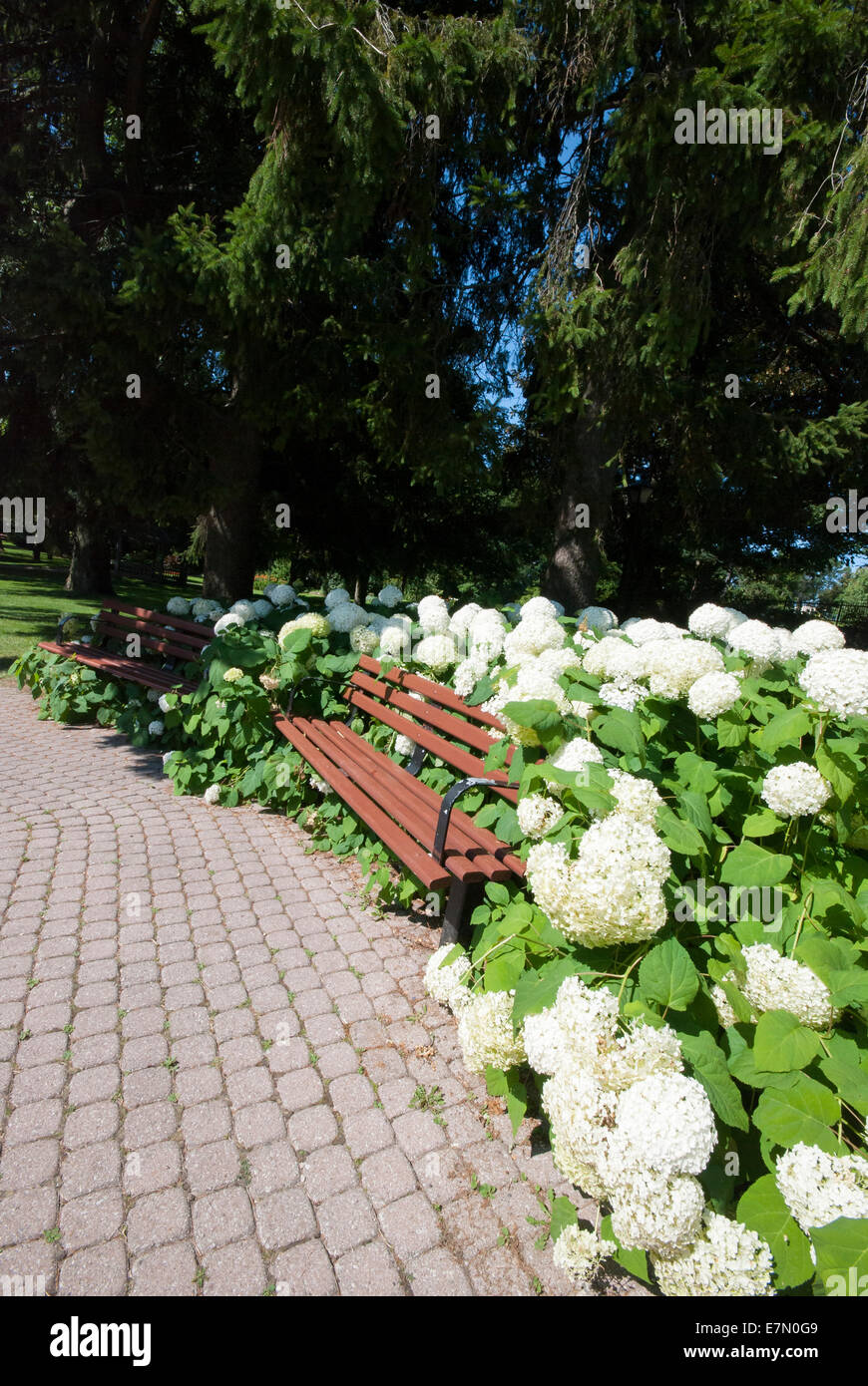 Un banco circondato da ortensie a Rosetta McClain giardini di un parco di Toronto Foto Stock