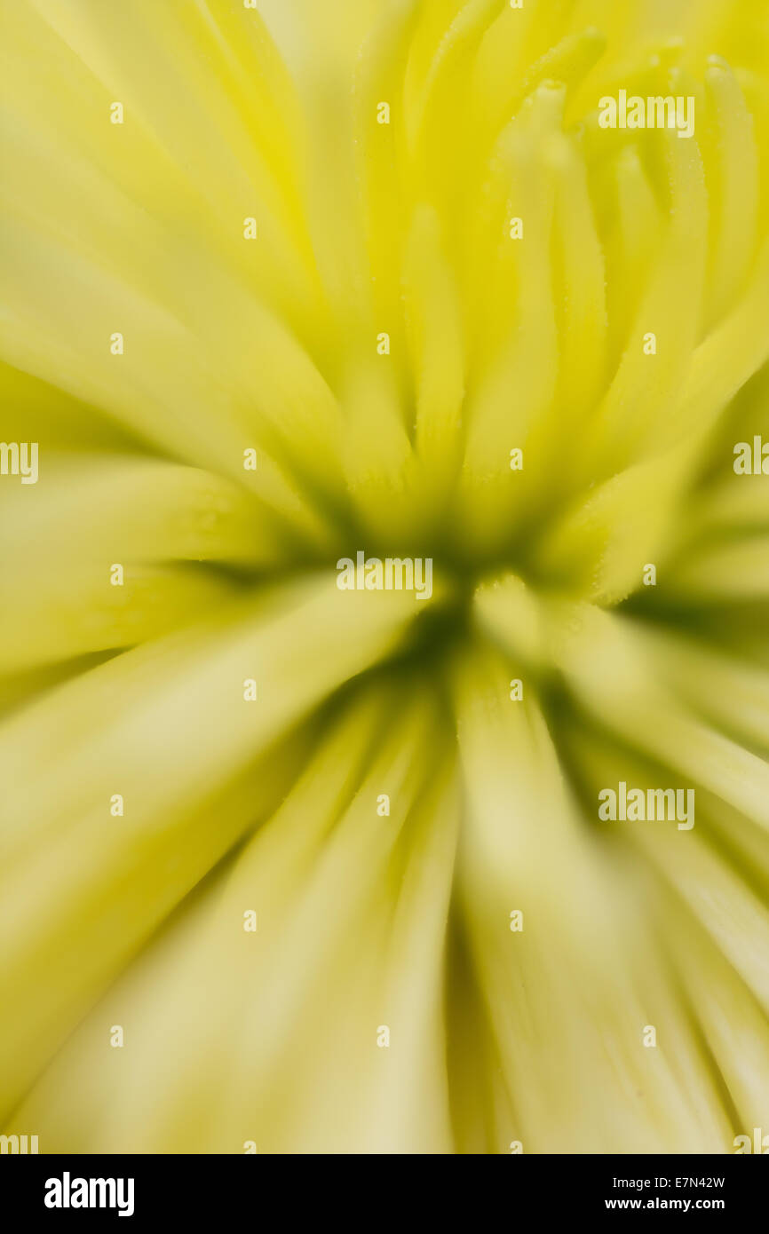 Il Ragno giallo mamma macro di fiori Foto Stock