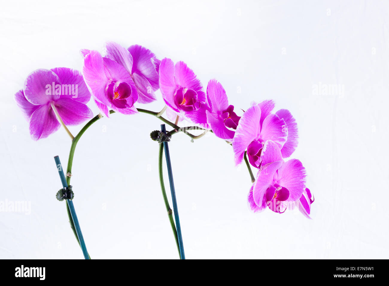 Moth orchid è un tipo di fiori di orchidea che si trovano comunemente in un fioraio negozi e alimentari. Fioriscono in diversi sha Foto Stock