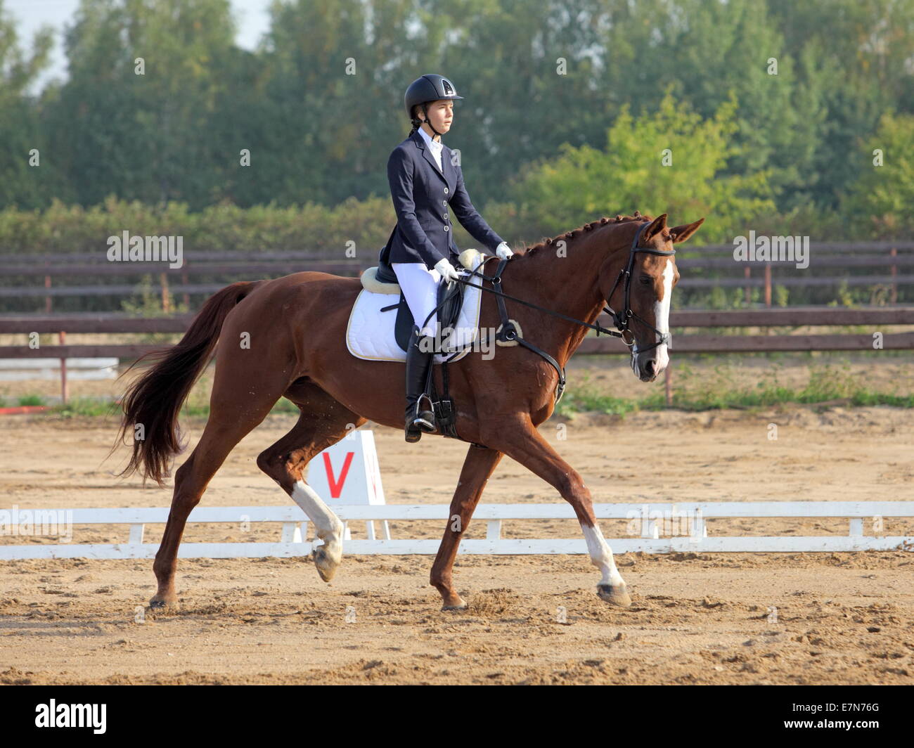 Femmina di dressage rider su un bavarese cavallo di razza Foto Stock