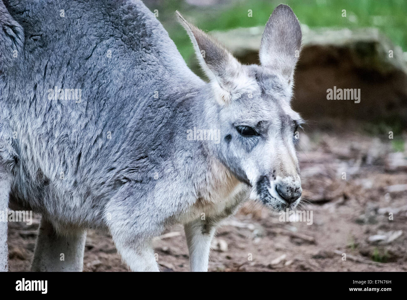 Un mezzo colpo di un canguro che mostra la testa, spalle, corpo Foto Stock