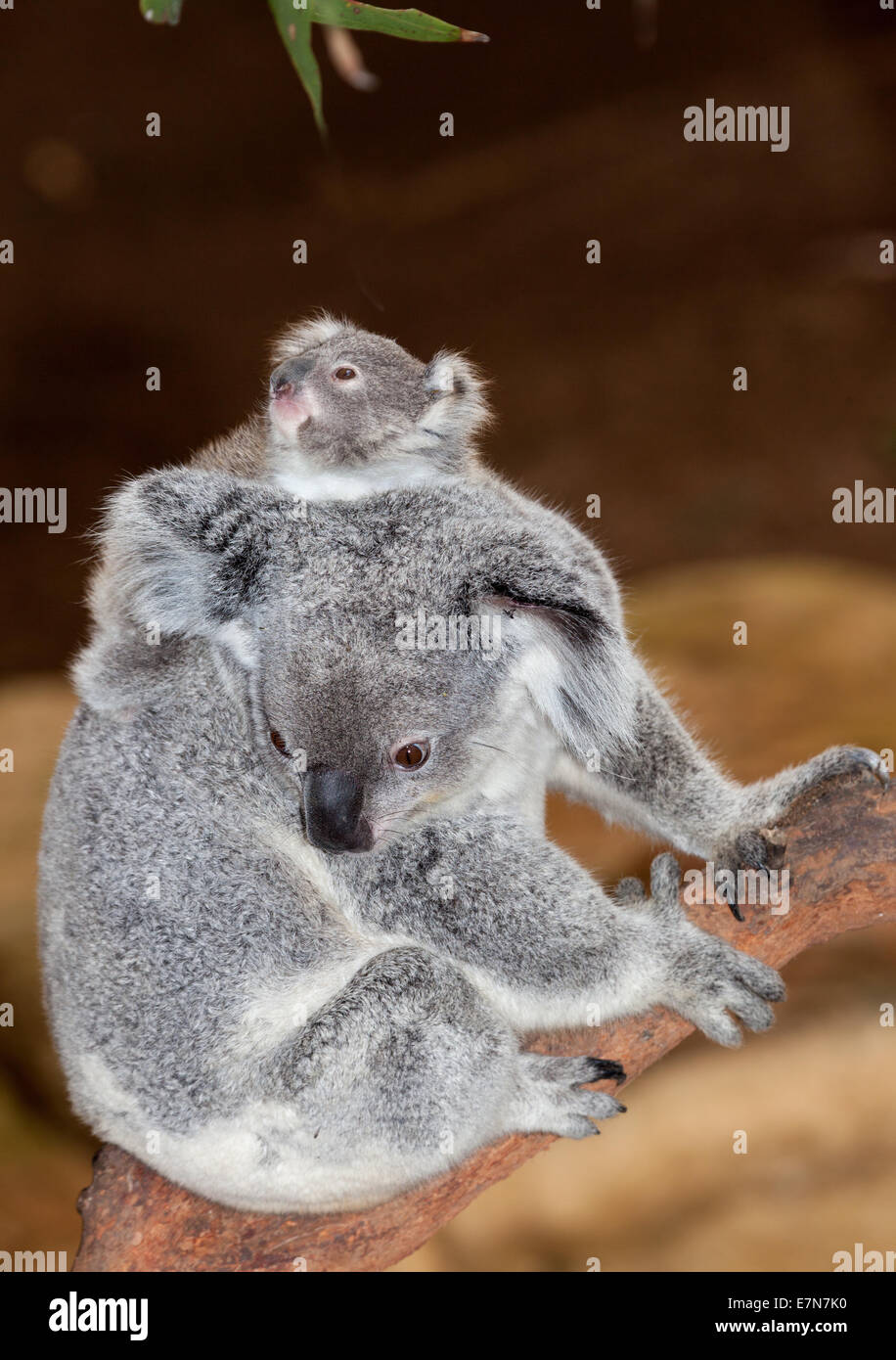 Splendida koala al Blackbutt Newcastle Foto Stock