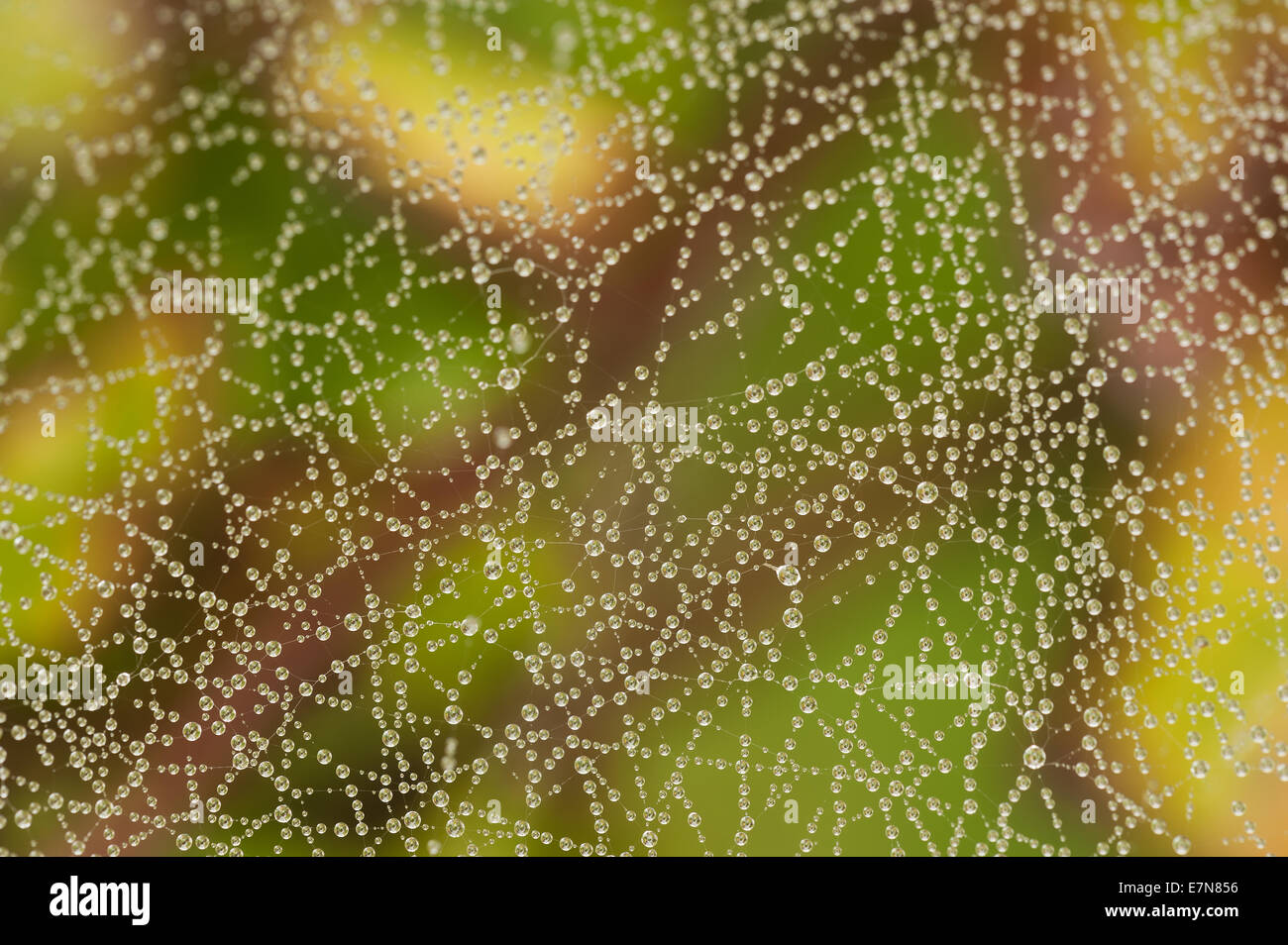 Condensato acqua di rugiada scende catturati sospeso su filamenti sottili di spider web con nebbia in background Foto Stock