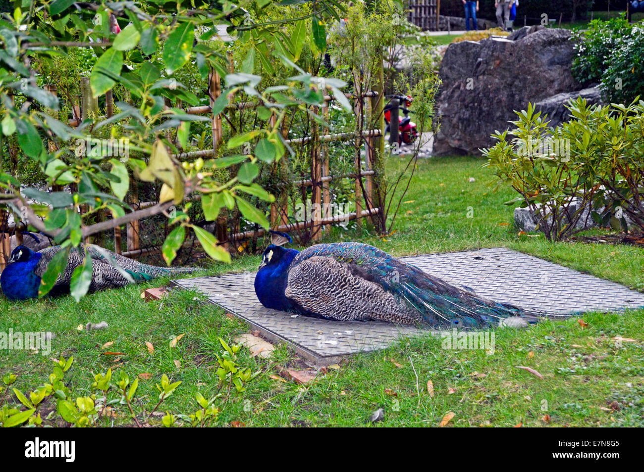 Pavoni in Kyoto Garden, un giardino giapponese di Holland Park, Royal Borough di Kensington e Chelsea, London, England, Regno Unito Foto Stock