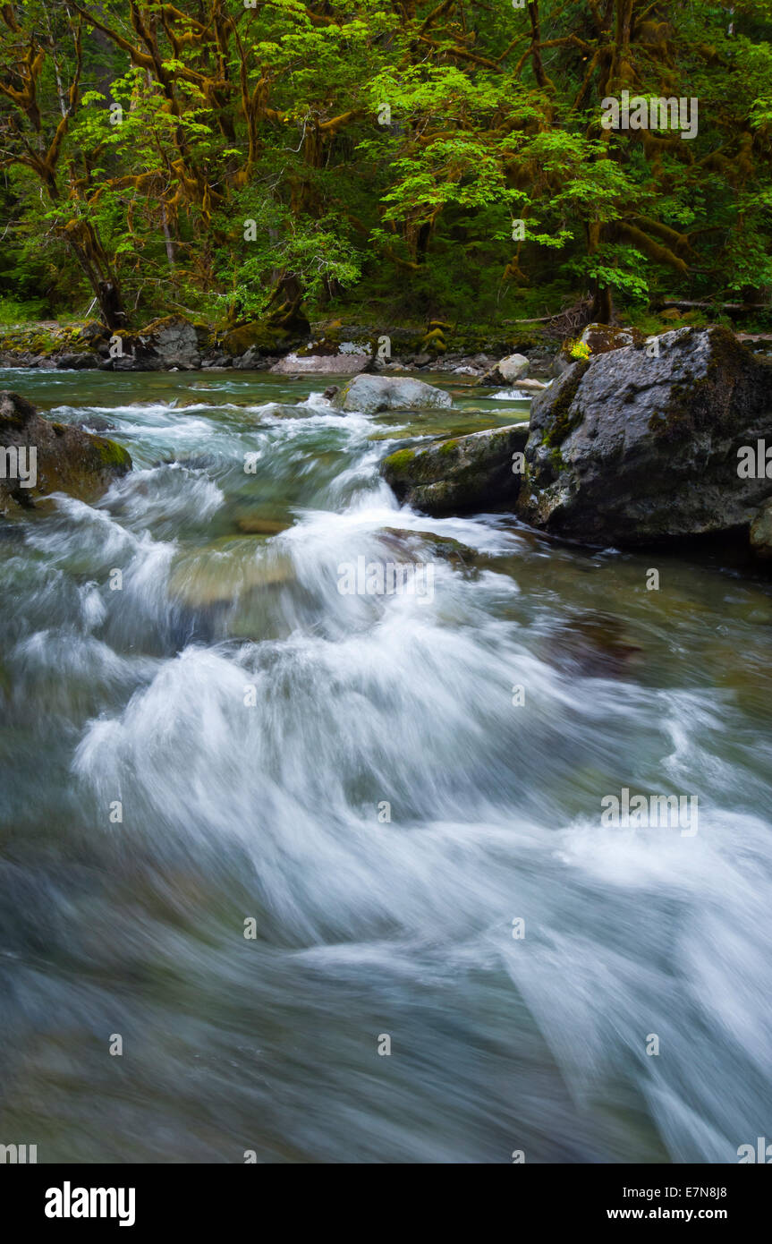 North Fork Skokomish River, Scala Area, il Parco Nazionale di Olympic, Washington, Stati Uniti d'America Foto Stock