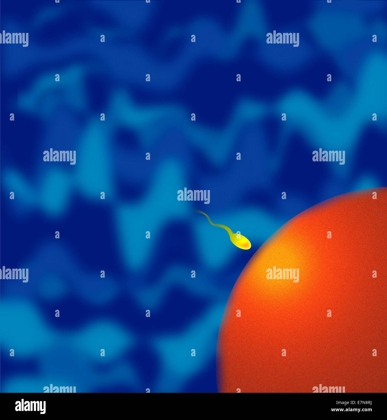 1 sperma e uova Foto Stock