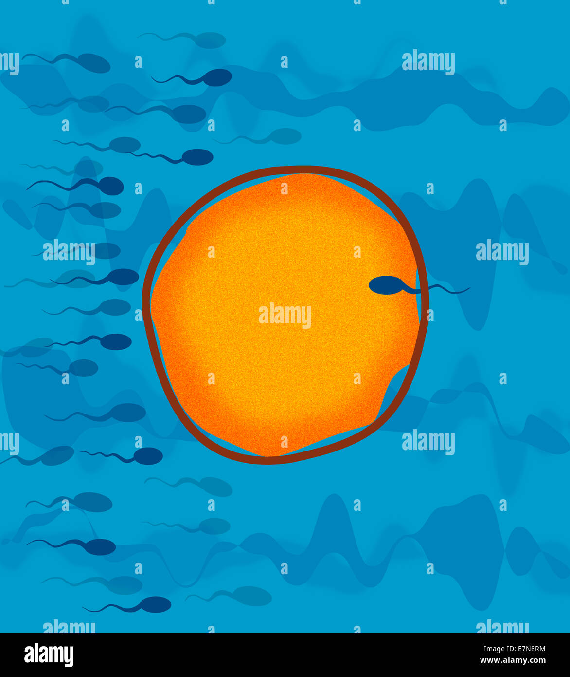 Sperma e uova Foto Stock