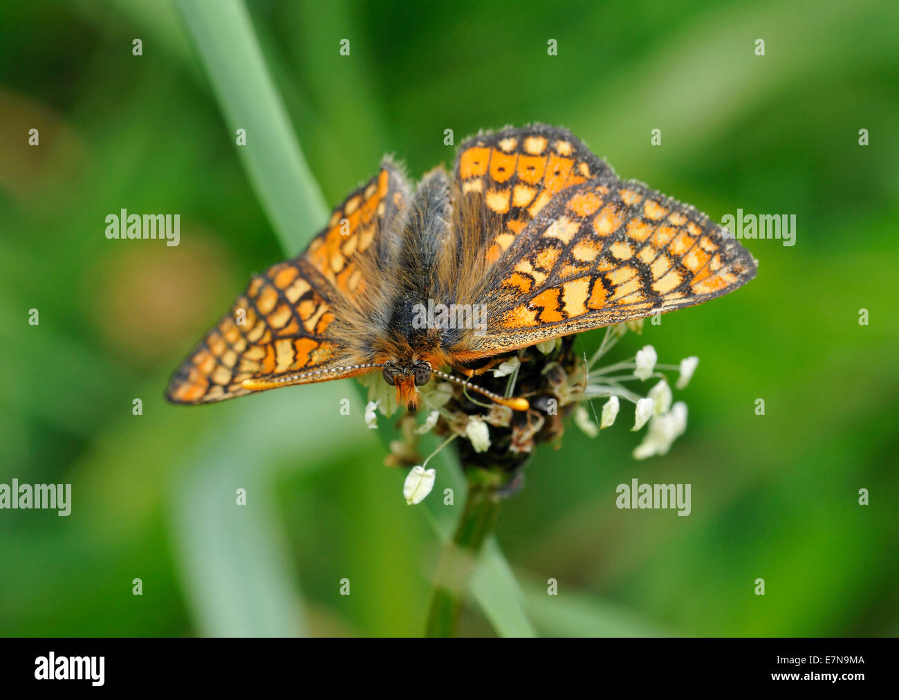 Marsh Fritillary Butterfly - Eurodryas aurinia su piantaggine fiore Foto Stock