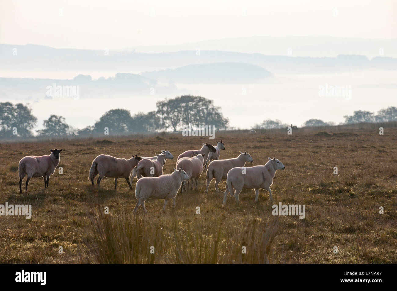 Mynyydd Epynt, Powys, Regno Unito. 22 Settembre, 2014. Regno Unito: Meteo Mid-Wales valli sono avvolte in inizio di mattina di nebbia. Credito: Graham M. Lawrence/Alamy Live News. Foto Stock