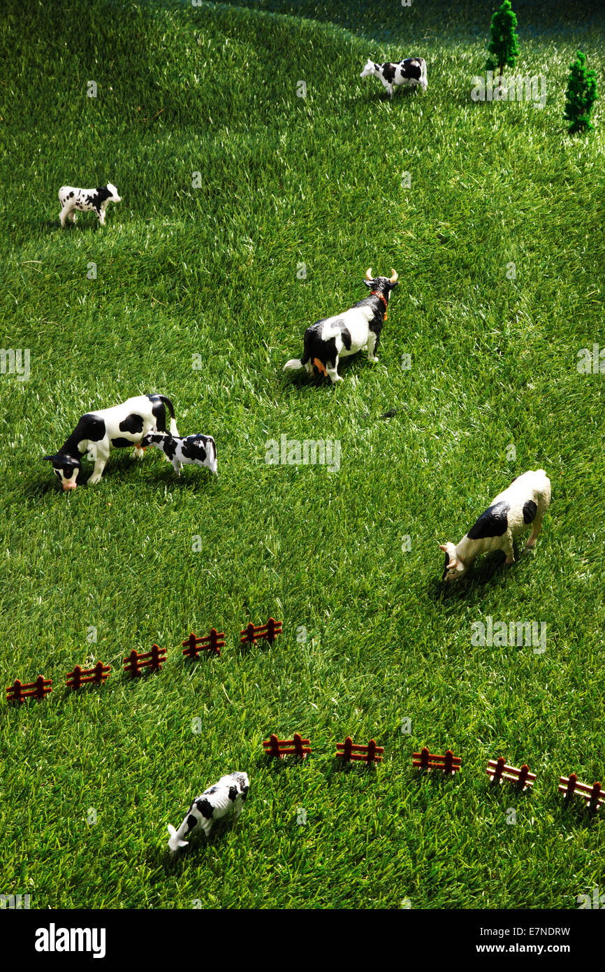 Close-up di vacche Foto Stock