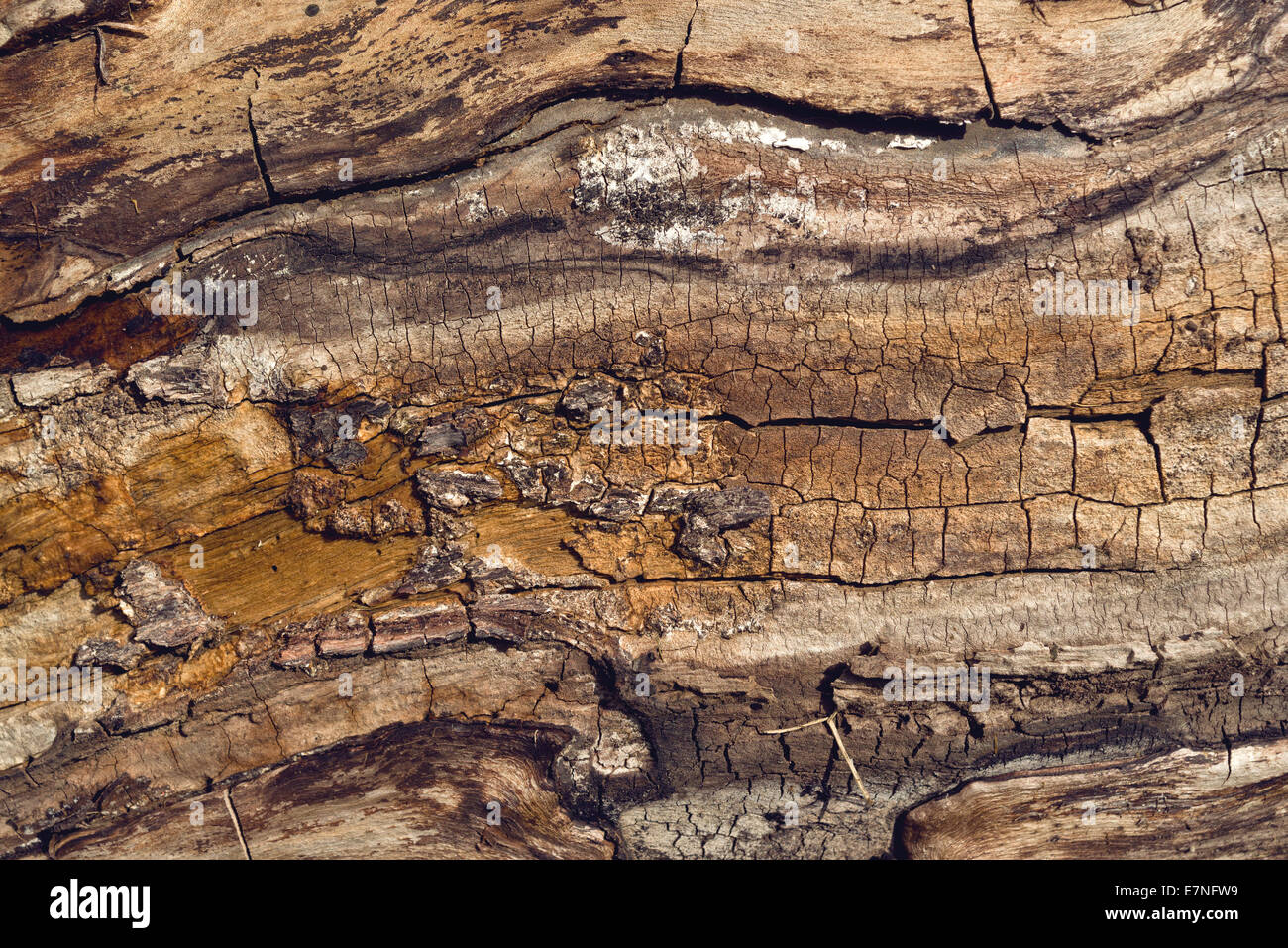 Il vecchio albero di noce tronco dettaglio texture come sfondo naturale. Foto Stock