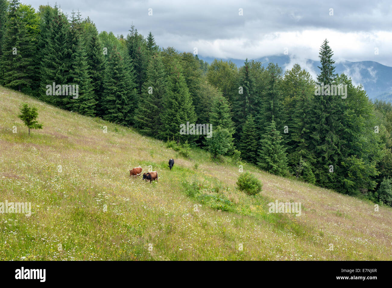 Mucche al pascolo sulle montagne. Mattinata nebbiosa paesaggio con albero di pino highland foresta ai Carpazi. Destinazioni Ucraina e tra Foto Stock