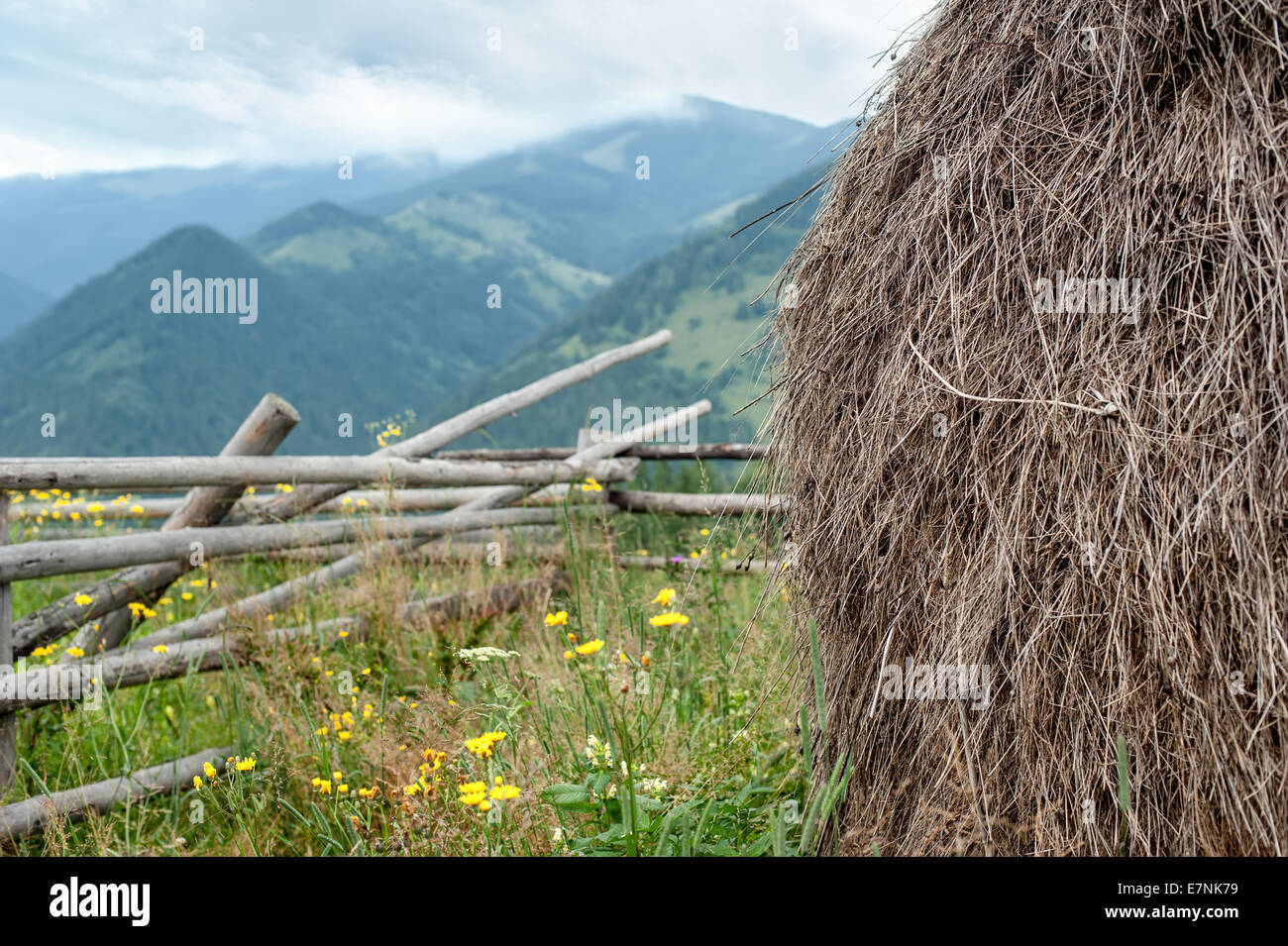 Mattinata nebbiosa paesaggio con stack di fieno sul prato di highland montagne dei Carpazi. L'Ucraina destinazioni e sfondo di viaggio Foto Stock