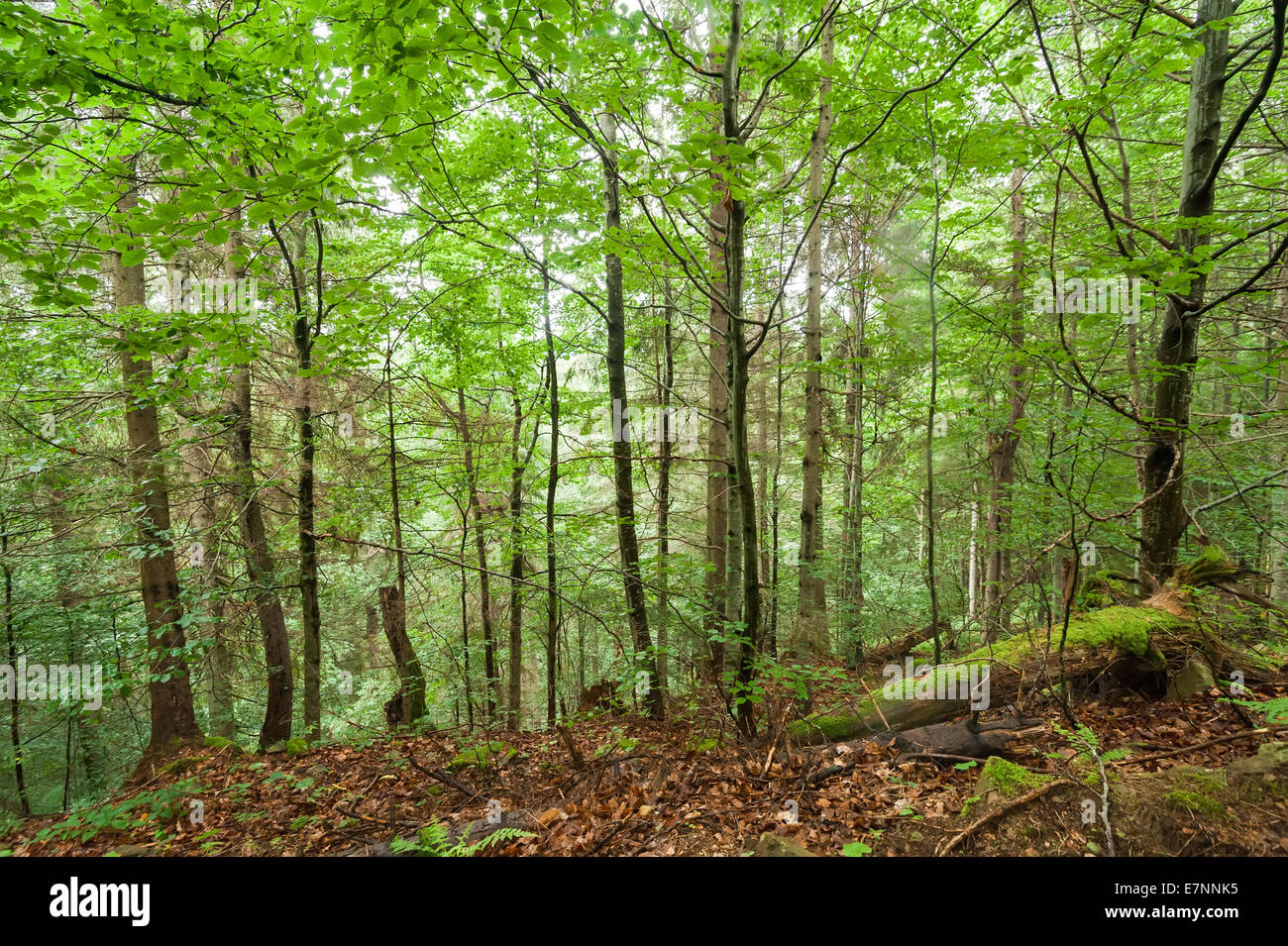 Alberi di pino e di felci crescente nel profondo della foresta delle highland. Carpazi natura dello sfondo. L'Ucraina Foto Stock