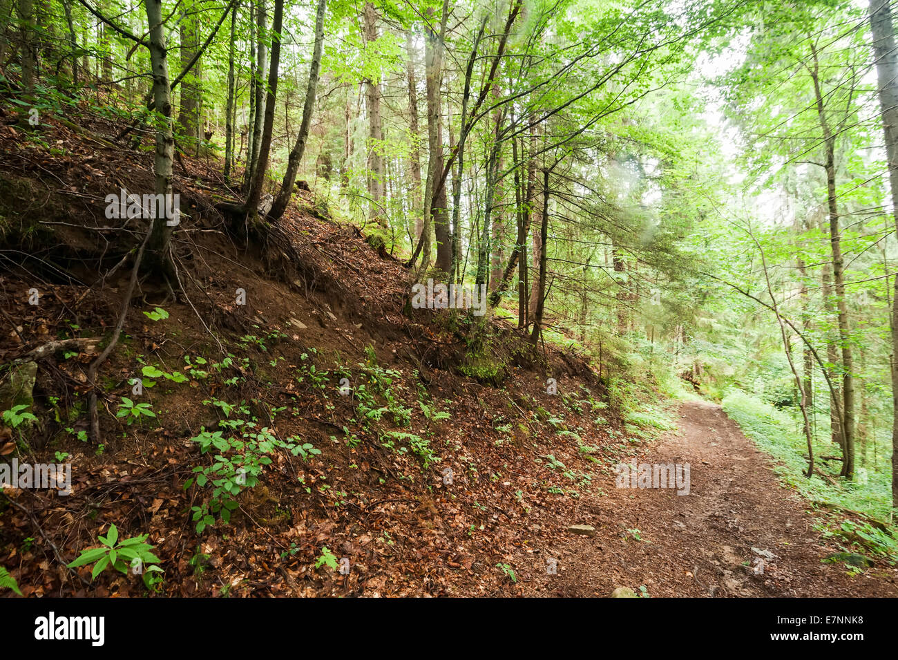 Itinerari di trekking che conduce attraverso il paesaggio estivo di pino highland foresta a montagne dei Carpazi. L'Ucraina destinazioni trave Foto Stock