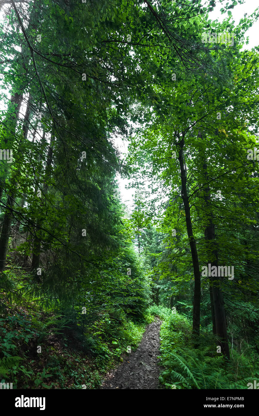 Itinerari di trekking che conduce attraverso il paesaggio estivo di pino highland foresta a montagne dei Carpazi. L'Ucraina destinazioni trave Foto Stock