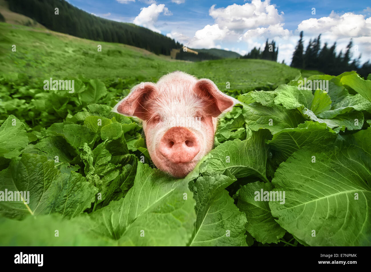 Carino il pascolo di maiale al pascolo estivo in montagna pascolo sotto il cielo blu. L agricoltura biologica sfondo naturale Foto Stock