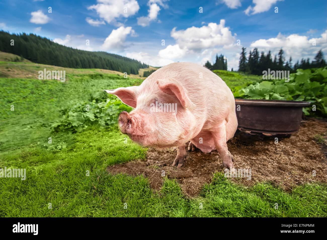 Carino il pascolo di maiale al pascolo estivo in montagna pascolo sotto il cielo blu. L agricoltura biologica sfondo naturale Foto Stock