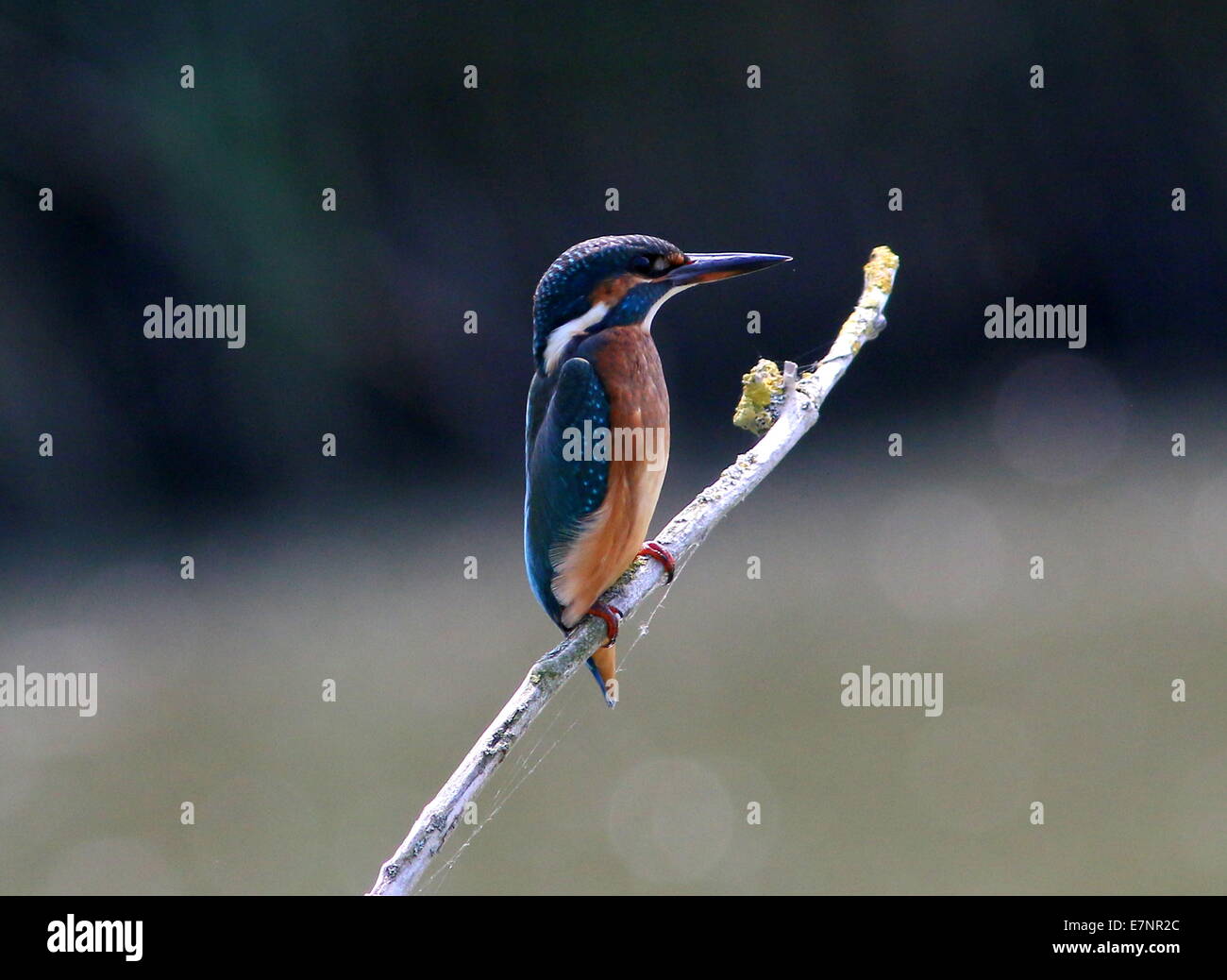 Eurasian femmina Kingfisher (Alcedo atthis) nel profilo su un ramoscello Foto Stock