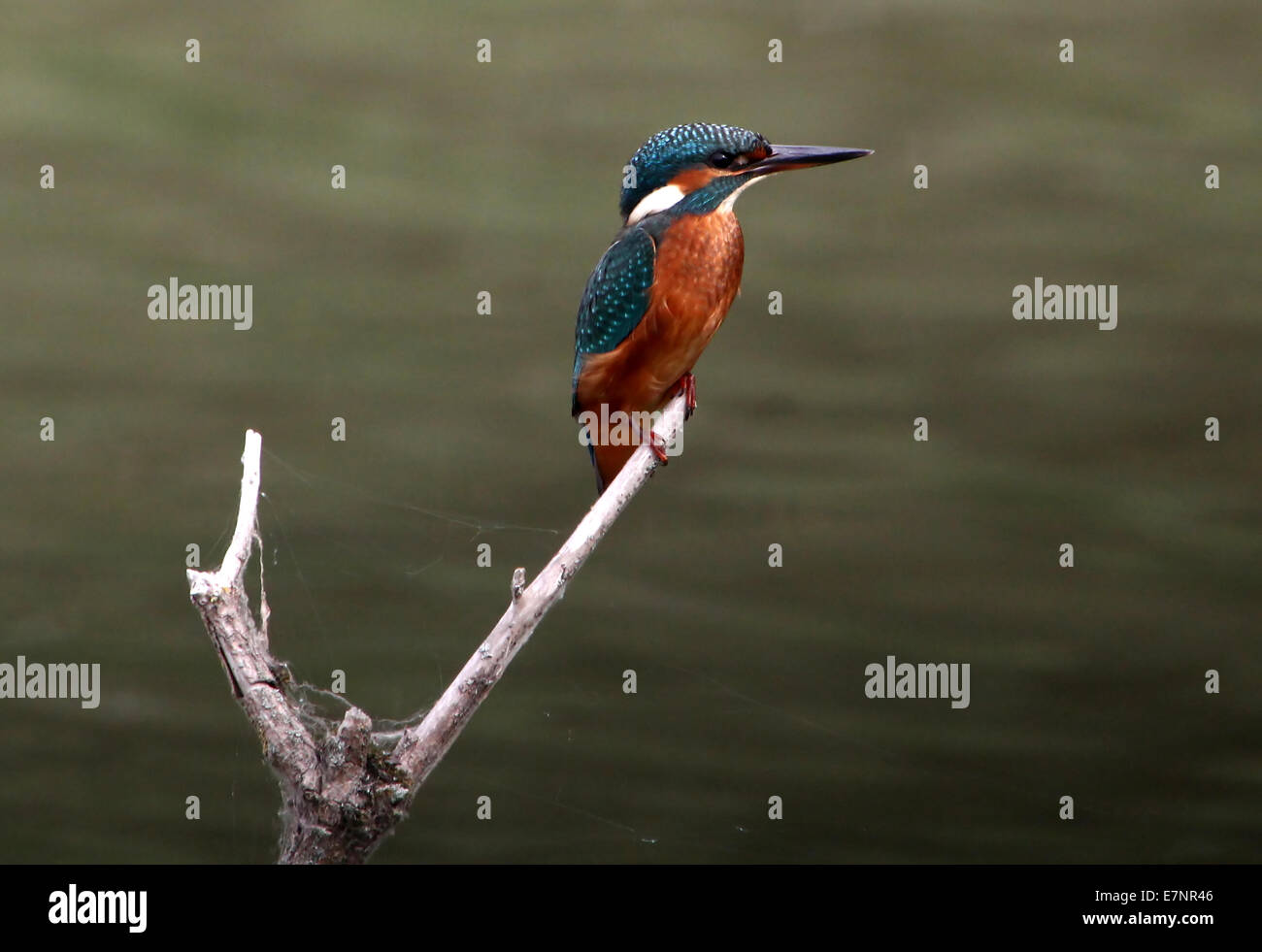 Eurasian maschio Kingfisher (Alcedo atthis) in posa su di un ramo sopra l'acqua mentre la pesca Foto Stock