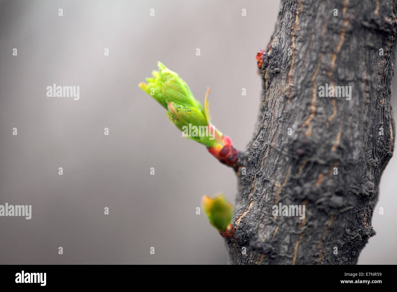 Germoglio dell'albero Foto Stock