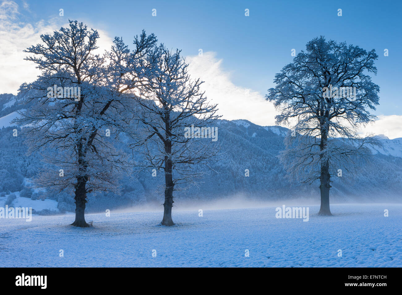 Gruyères, Svizzera, Europa, Canton Friburgo, alberi, mattina di nebbie, inverni Foto Stock