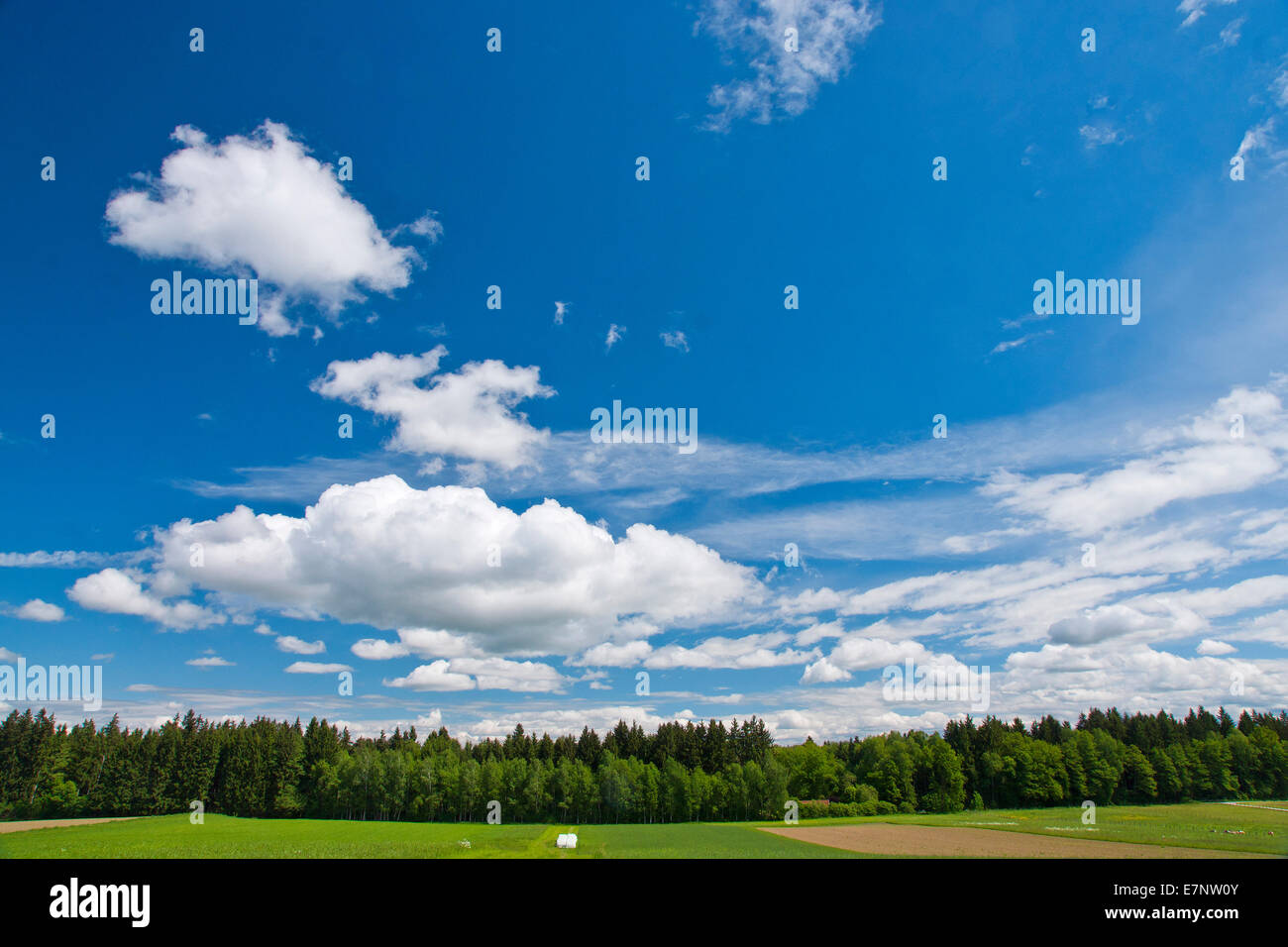 In Baviera, Germania Baviera superiore, Teisendorf, paesaggio, paesaggio, estate, regionale, l'agricoltura, albero, alberi, agraria, agricoltura, Foto Stock